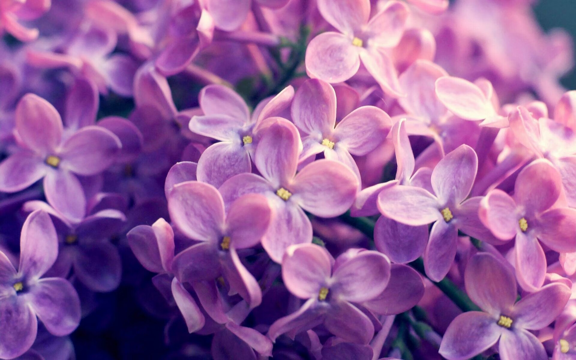 新月击败曼城，震惊俱乐部世界杯，yt新月