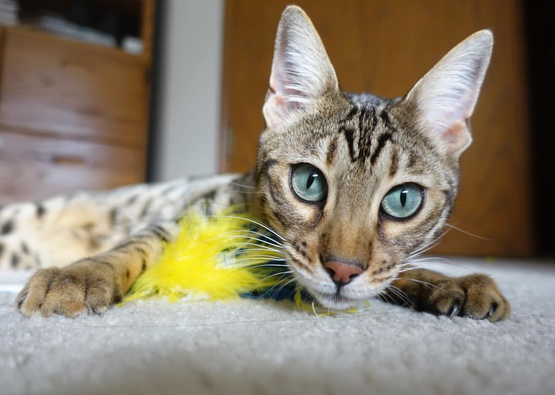 队内年轻新星值得关注，冲击奖牌不无可能，年轻队员